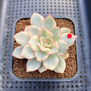 Echeveria 'Esther' Variegated 2" Succulent Plant Cutting