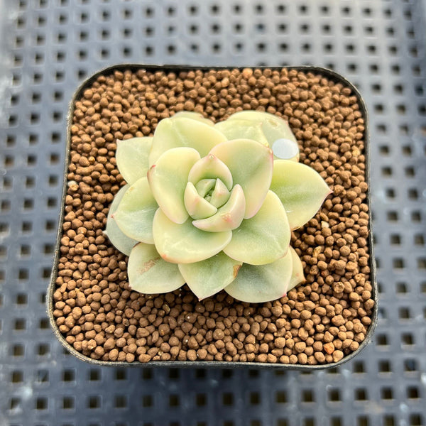 Sedeveria 'Rolly' Variegated 2" Succulent Plant Cutting