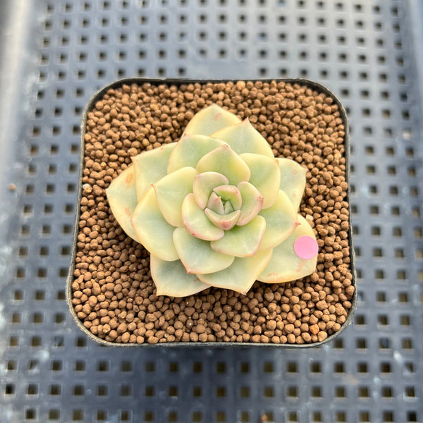 Sedeveria 'Rolly' Variegated 2" Succulent Plant Cutting