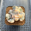 Echeveria 'Cubic Frost' Variegated 2" Succulent Plant Cutting