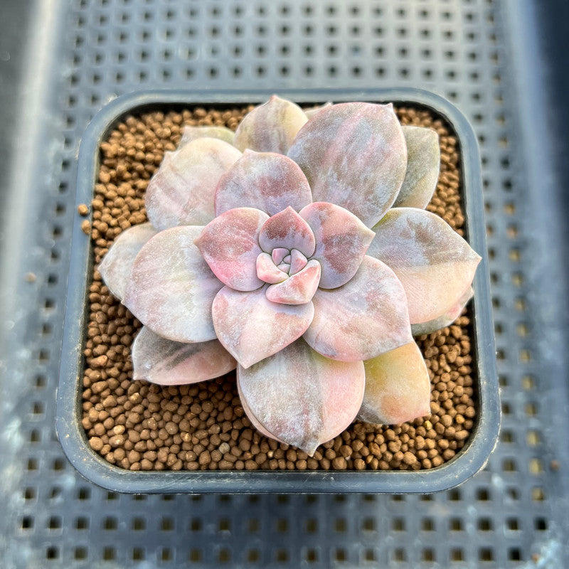 Quetzalcoatlia 'Pentandra Superba' Variegated 4" Succulent Plant (Formerly Graptopetalum 'Pentandrum Superbum' Variegated)