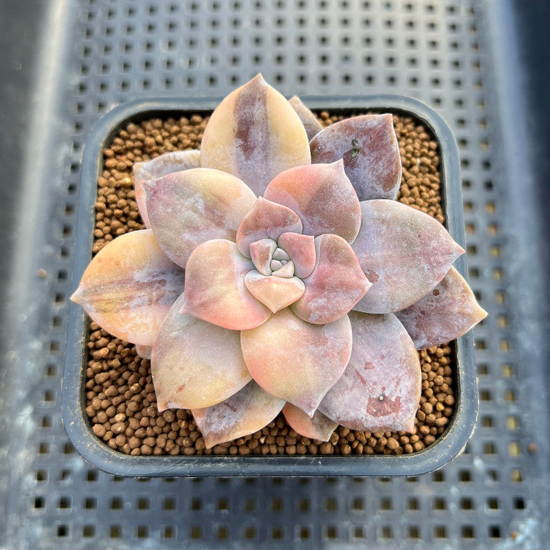 Quetzalcoatlia 'Pentandra Superba' Variegated 4" Succulent Plant (Formerly Graptopetalum 'Pentandrum Superbum' Variegated)