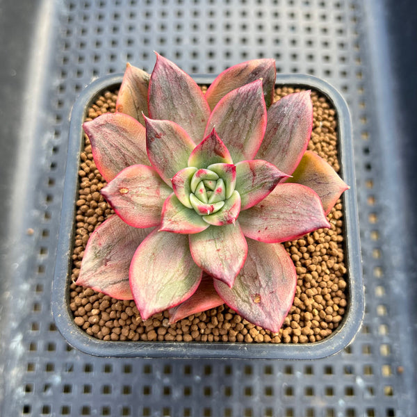 Echeveria Agavoides 'Leopard' Variegated 2" Succulent Plant Cutting