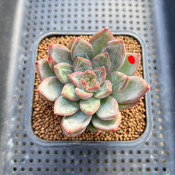 Echeveria 'Scone' 2" New Hybrid Succulent Plant Cutting