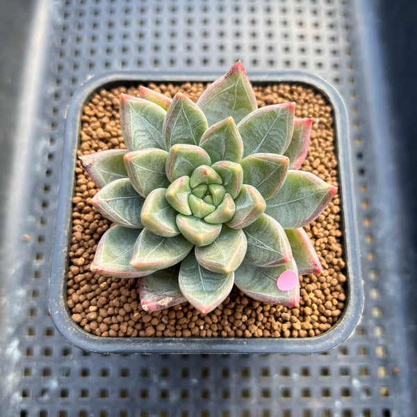 Echeveria 'Scone' 2" New Hybrid Succulent Plant Cutting