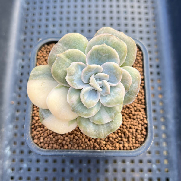 Graptoveria 'Lovely Rose' Variegated 2" Succulent Plant Cutting