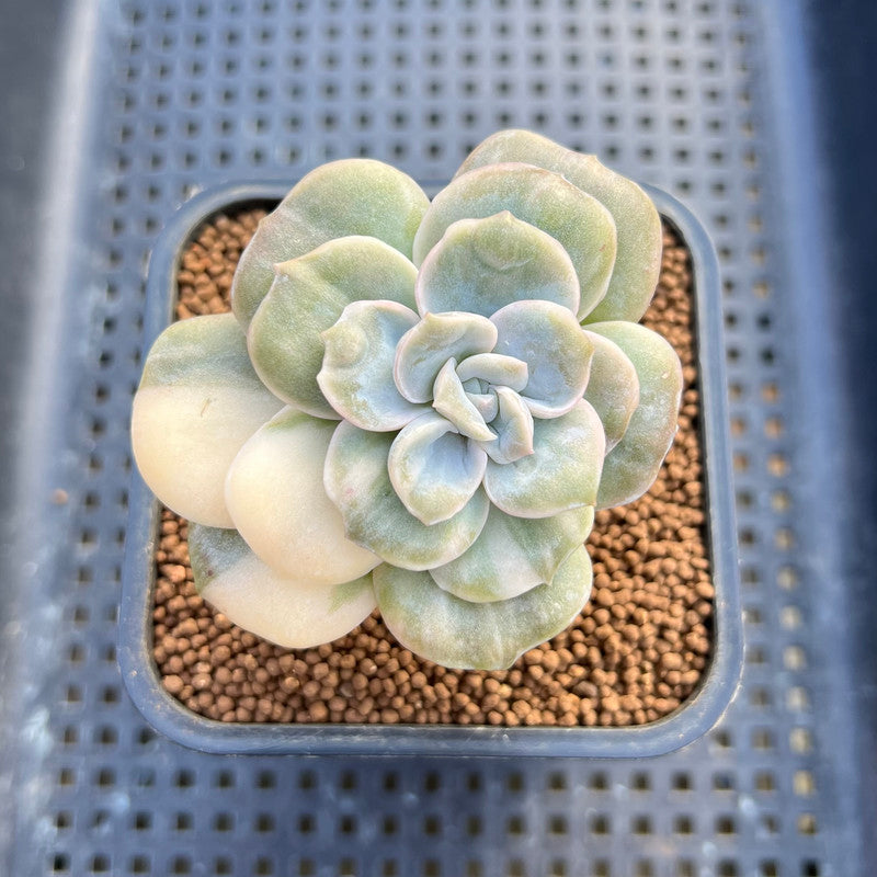 Graptoveria 'Lovely Rose' Variegated 2" Succulent Plant Cutting