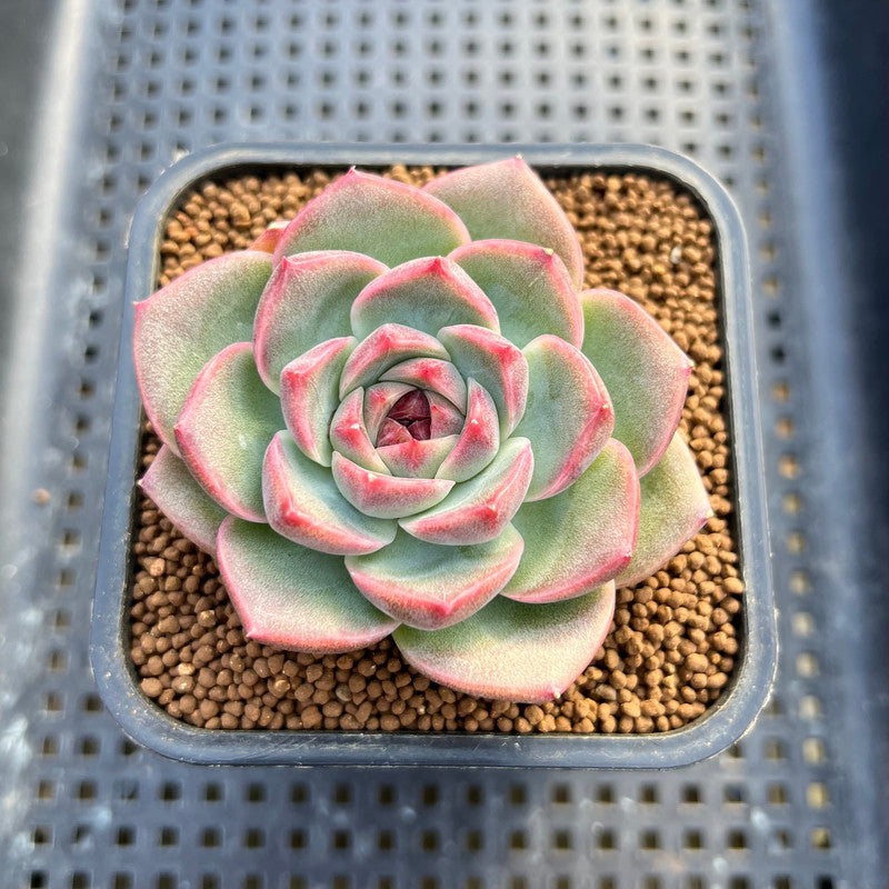 Echeveria 'Lavender Rose' 2" Succulent Plant Cutting