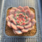 Echeveria 'Ariel' 2" Succulent Plant Cutting