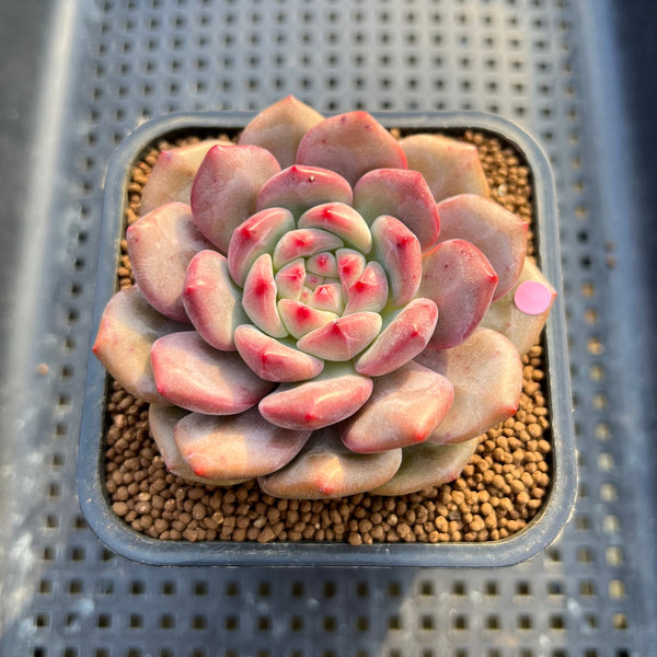 Echeveria 'Ariel' 2" Succulent Plant Cutting