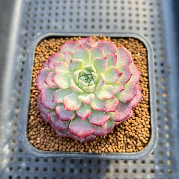 Echeveria 'Hanareum' 2" Succulent Plant Cutting