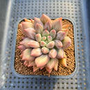 Pachyphytum 'Angels Finger' 2"-3" Succulent Plant Cutting