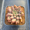 Pachyphytum 'Angels Finger' 2"-3" Succulent Plant Cutting