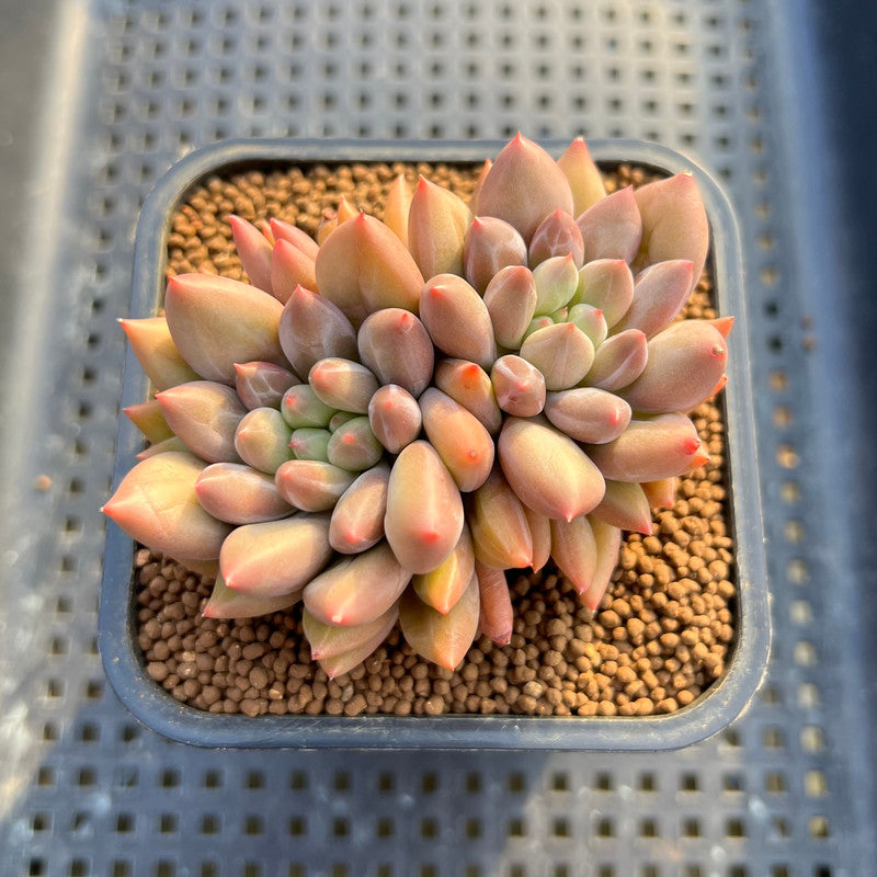 Pachyphytum 'Angels Finger' 2"-3" Succulent Plant Cutting