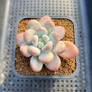 Pachyphytum 'Frevel' 2" Succulent Plant Cutting