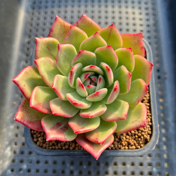 Echeveria 'Flamenco' Lightly Variegated 2"-3" Succulent Plant Cutting