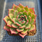 Echeveria 'Flamenco' Lightly Variegated 2"-3" Succulent Plant Cutting