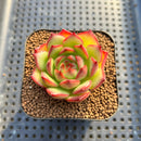 Echeveria 'Red Corn' 2" Succulent Plant Cutting