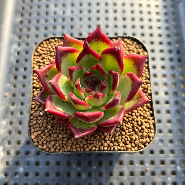 Echeveria Agavoides 'Black Edge' 2" Succulent Plant Cutting