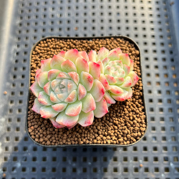 Echeveria 'Pink Bravo' 2" Succulent Plant Cutting