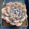 Echeveria 'Orange Monroe' Variegated 4"-5" Succulent Plant Cutting