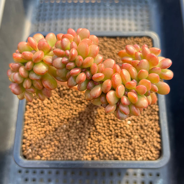 Sedum 'Lucidum Obesum' Crested 3" Succulent Plant Cutting