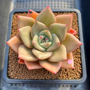 Echeveria 'Nutchi' 3" Succulent Plant Cutting