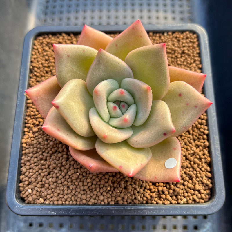 Echeveria 'Nutchi' 3" Succulent Plant Cutting