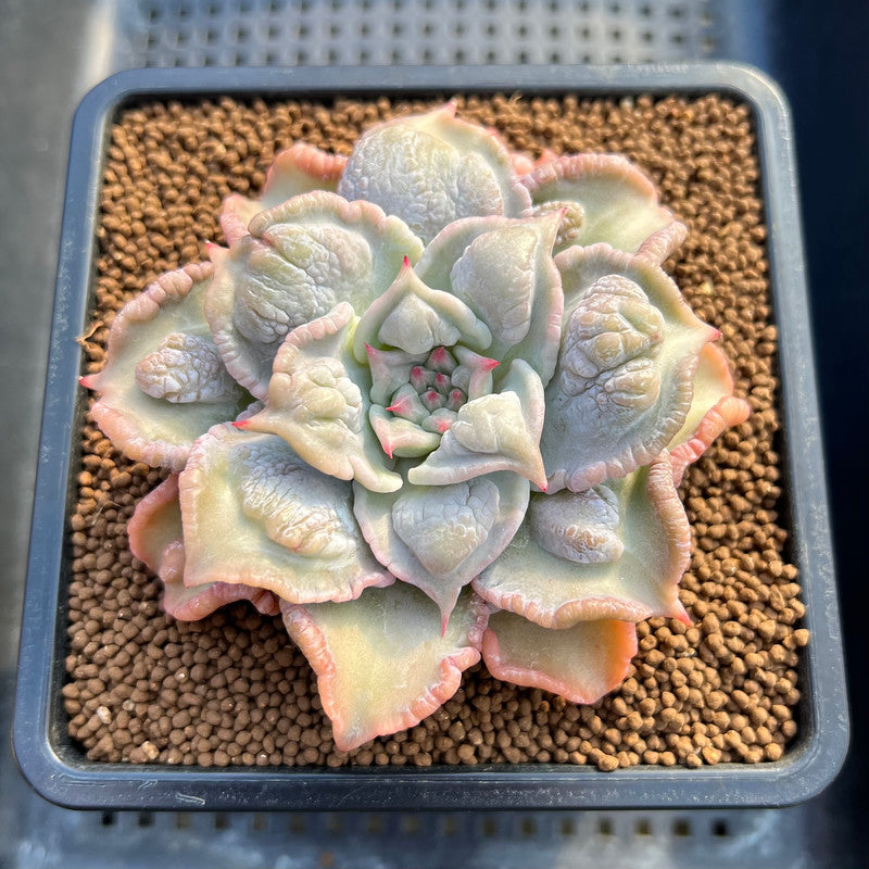 Echeveria 'Madiba' Carunculated 2" Succulent Plant Cutting