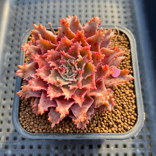 Graptoveria 'Starfire' 2" (Suculentia Original Hybrid) Succulent Plant Cutting