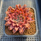 Graptoveria 'Starfire' 2" (Suculentia Original Hybrid) Succulent Plant Cutting