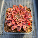 Graptoveria 'Starfire' 2" (Suculentia Original Hybrid) Succulent Plant Cutting