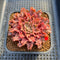 Graptoveria 'Starfire' 2" (Suculentia Original Hybrid) Succulent Plant Cutting