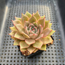 Echeveria 'Serenade' 2" Succulent Plant