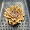 Echeveria 'Serenade' 2" Succulent Plant