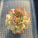 Echeveria 'Zeta' 2"-3" Succulent Plant