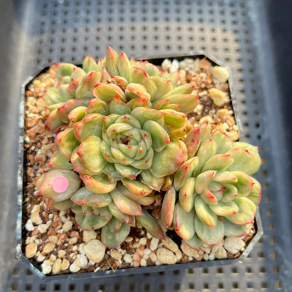 Echeveria Agavoides 'Ice Age' Variegated 4" Large Cluster Succulent Plant