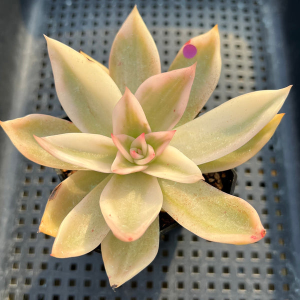 Echeveria Agavoides 'Rubella' Variegated 3" Succulent Plant