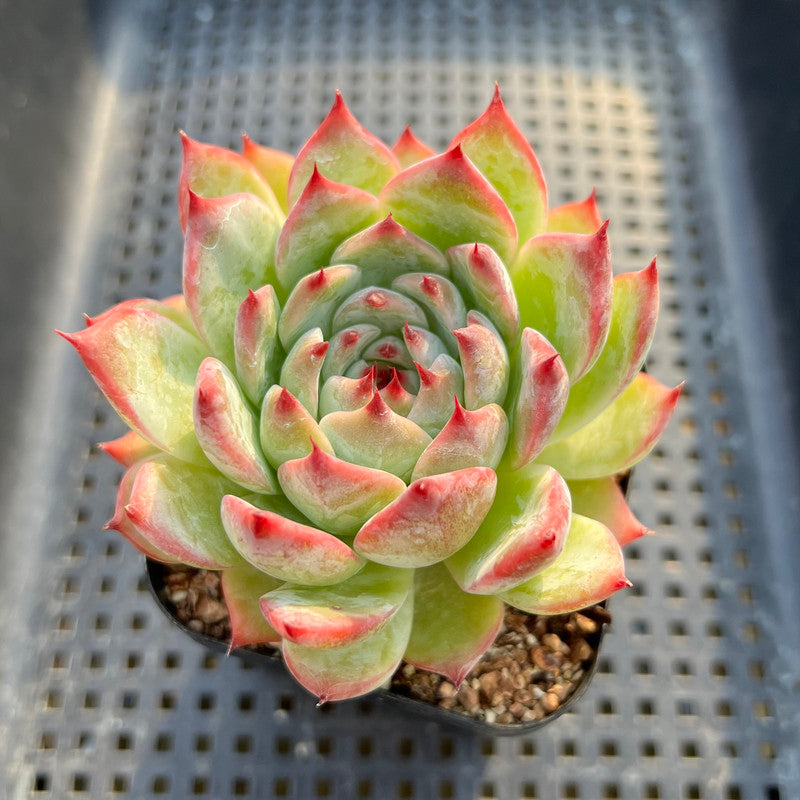 Echeveria Chihuahuaensis 2"-3" Succulent Plant