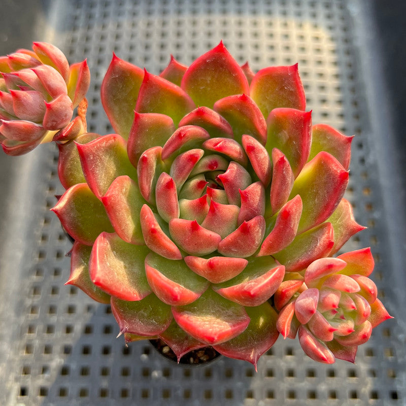 Echeveria 'Deep Red' 3"-4" Cluster Succulent Plant