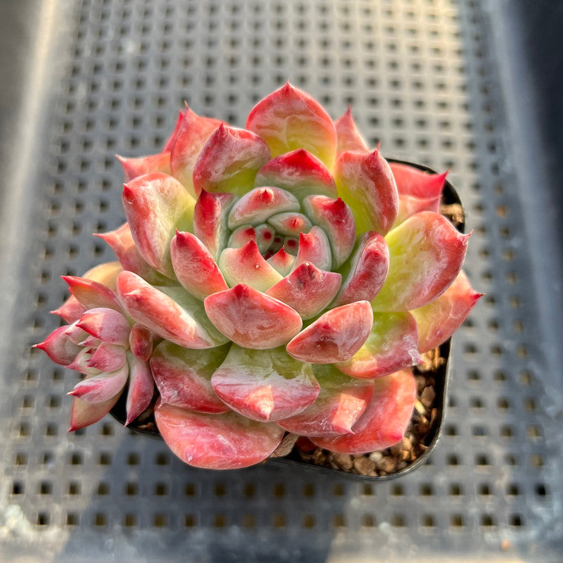 Echeveria Colorata 3" Succulent Plant