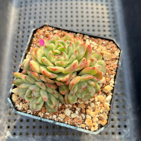 Echeveria Agavoides 'Ice Age' Variegated 4" Large Cluster Succulent Plant