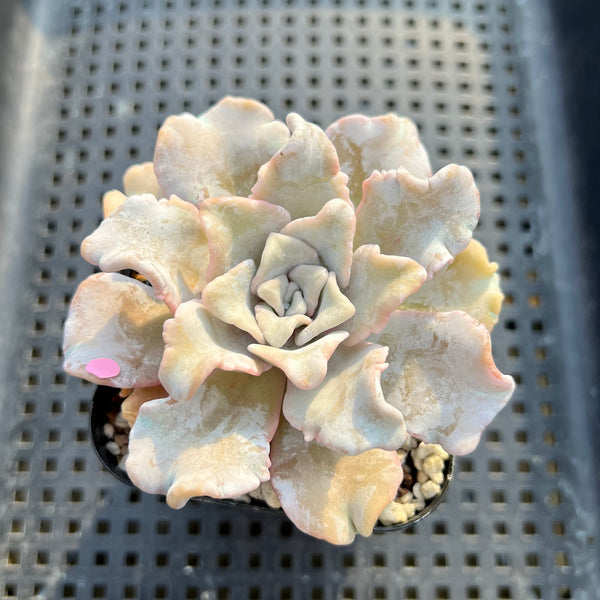 Echeveria 'Crispate Beauty' 2" Succulent Plant