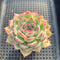 Echeveria 'Silhouette' 3"-4" Succulent Plant