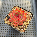 Echeveria 'Estrella' 2" Succulent Plant