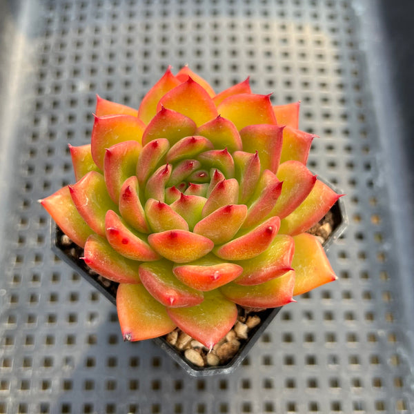 Echeveria Agavoides 'Chalstone' 3" Succulent Plant