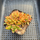 Echeveria Agavoides 'Elkhorn' Crested 2"-3" Succulent Plant