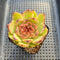 Echeveria 'Black Queen' Hybrid 3"-4" Succulent Plant