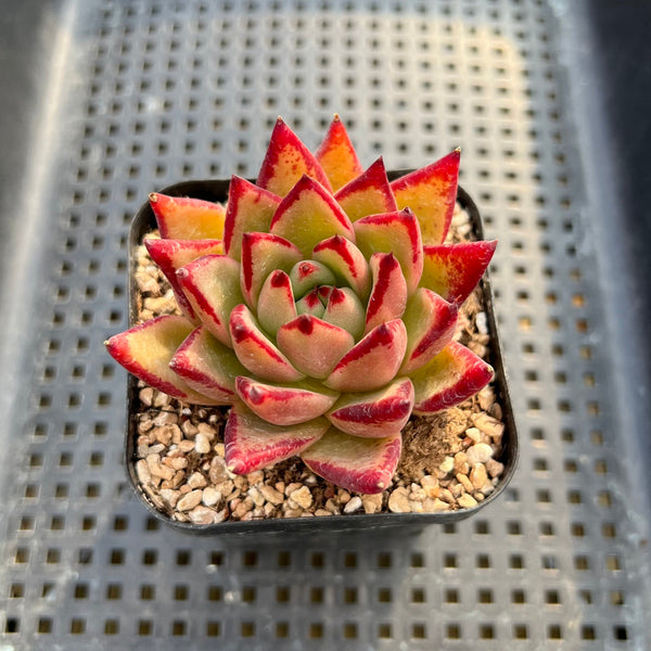 Echeveria Agavoides 'Torian' 2" Succulent Plant