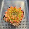 Echeveria 'Elizabeth' 2"-3" Succulent Plant